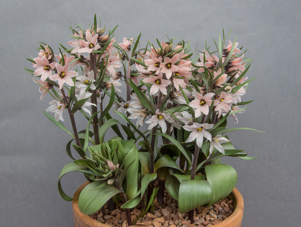 Fritillaria stenanthera JJA 503.209